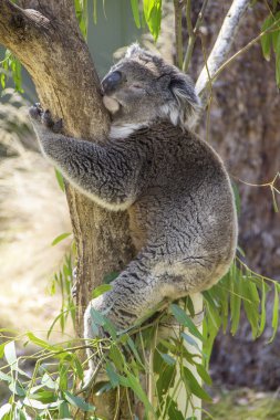 koala ağaca sarılmak yatmak