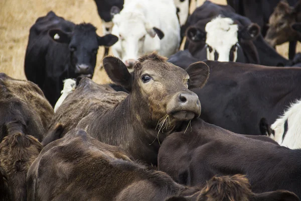 Curious brown cow looks out from the herd — Stock Photo, Image