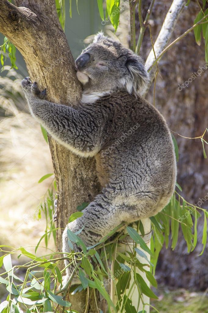 Sleeping Koala Hugging A Tree Stock Photo C Apolobay 26370901