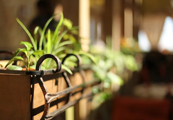 Houseplants in a wooden flower bed. shallow depth of field — Stock Photo, Image