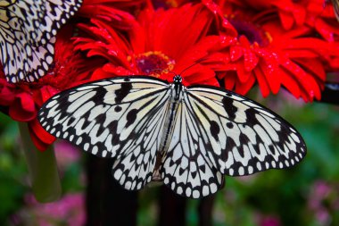 Big butterfly on red Gerbera, Singapore Changi Airport