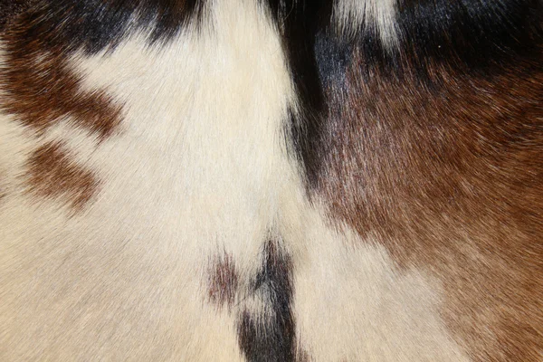 Textura de pêlo animal — Fotografia de Stock