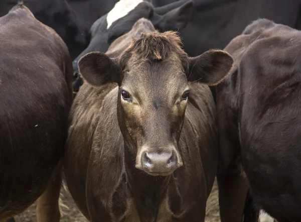 Beautiful brown cow between two bulls — Stock Photo, Image