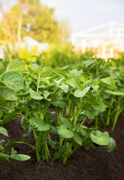 Close up of a potato field — Stock Photo, Image