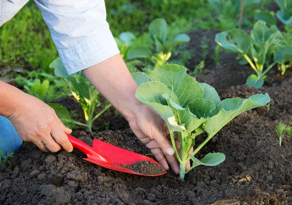 Woman working in the garden. Planting of cabbage. — Stock Image Woman working in the garden. Planting of cabbage. Royalty Free Stock Images