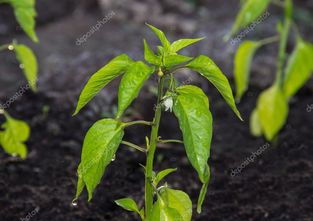 Pepper growing on fertile soil Stock Photo by ©apolobay 26901801