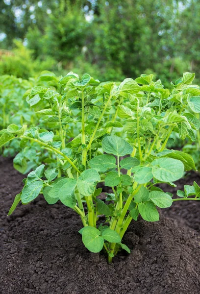 Close up of a potato field — Stock Photo, Image