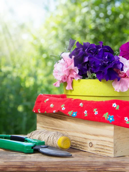 Blommande petunia och trädgård — Stockfoto