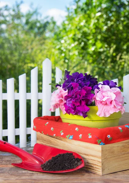 Pétunia en fleurs et équipement de jardin — Photo