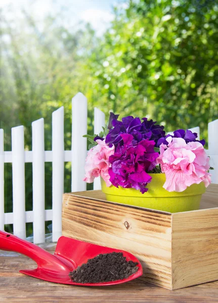 Petúnia florescente e equipamento de jardim — Fotografia de Stock