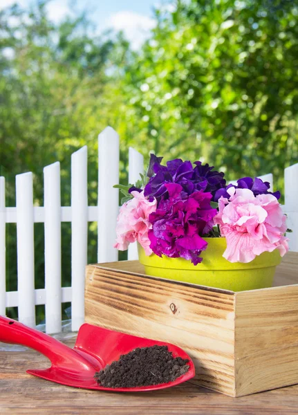 Petúnia florescente e equipamento de jardim — Fotografia de Stock