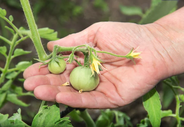 Junge grüne Tomaten im Garten — Stockfoto