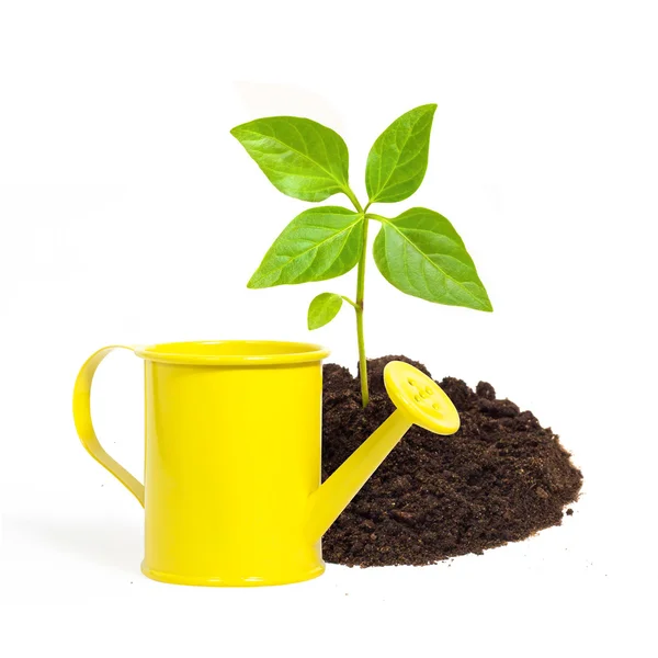 Yellow watering can and a young green plant isolated on white ba — Stock Photo, Image