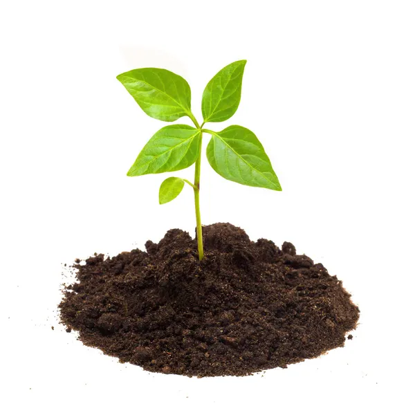 Planta verde joven aislada sobre un fondo blanco — Foto de Stock