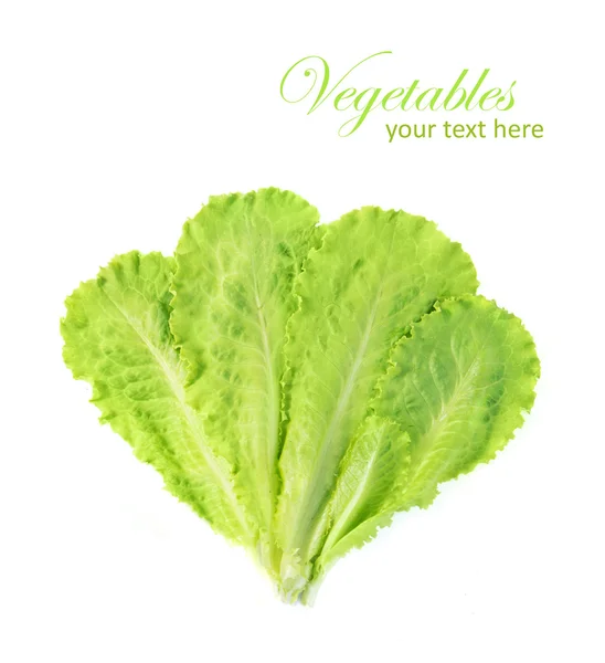 Green salad leaf isolated on a white background — Stock Photo, Image