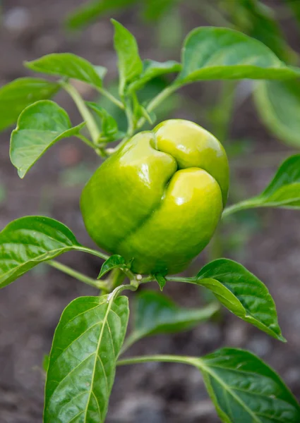 Paprika auf einem Beet im Garten anbauen — Stockfoto