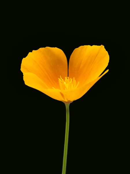 Esholtsiya, flor amarela em um fundo preto. Eschscholzia — Fotografia de Stock