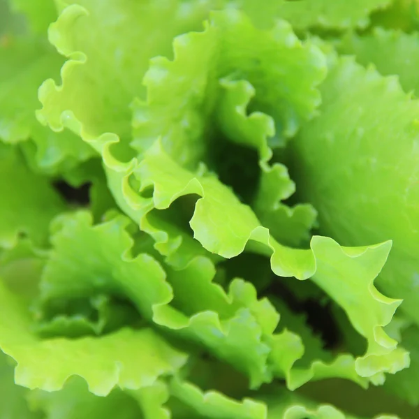 Fresh green lettuce salad closeup. shallow depth of field — Stock Photo, Image