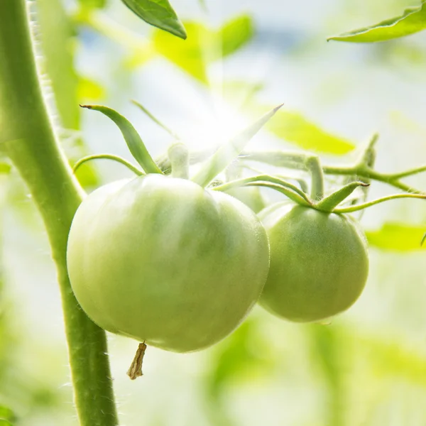 Jonge groene tomaten in tuin — Stockfoto