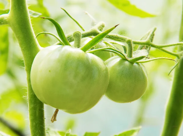 Jonge groene tomaten in tuin — Stockfoto