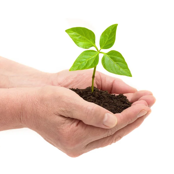 Female hands hold the earth with the sprout — Stock Photo, Image