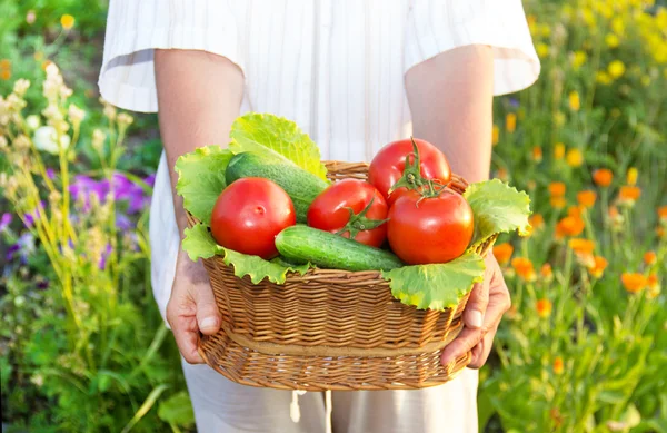 Mains de femme tenant un panier plein de légumes dans le jardin — Photo