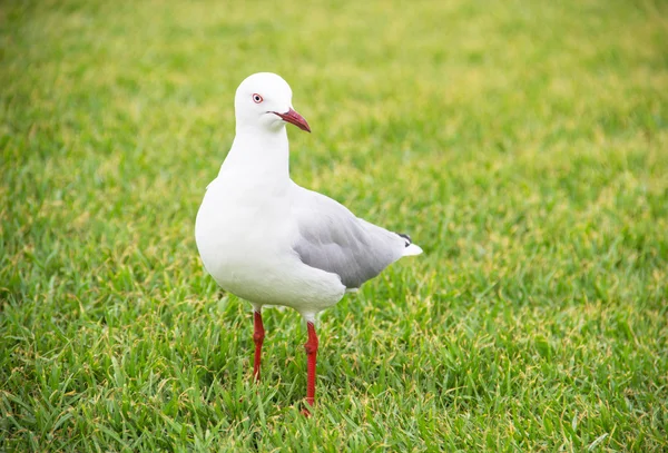 White seagull in the green grass — Stock Photo, Image