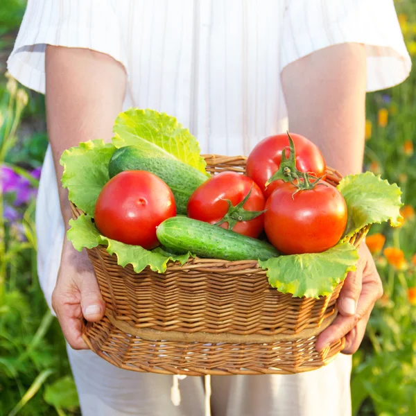 Mains de femme tenant un panier plein de légumes dans le jardin — Photo