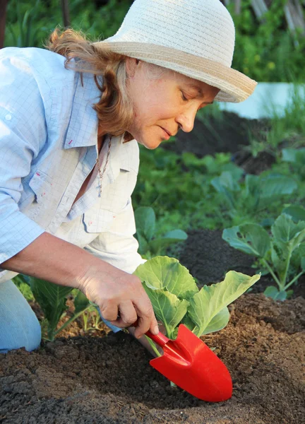 Una donna che lavora in giardino. cura per il cavolo — Foto Stock