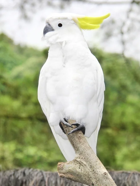 White parrot sitting on a branch — Stock Photo, Image