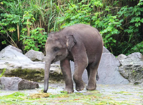 Baby elephant eats grass — Stock Photo, Image