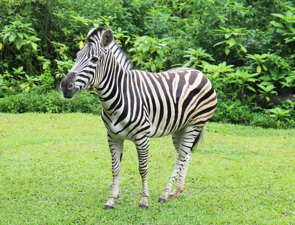 Zebra in the meadow — Stock Photo, Image