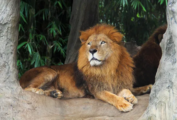 獅子が木の上で休んでいる — ストック写真