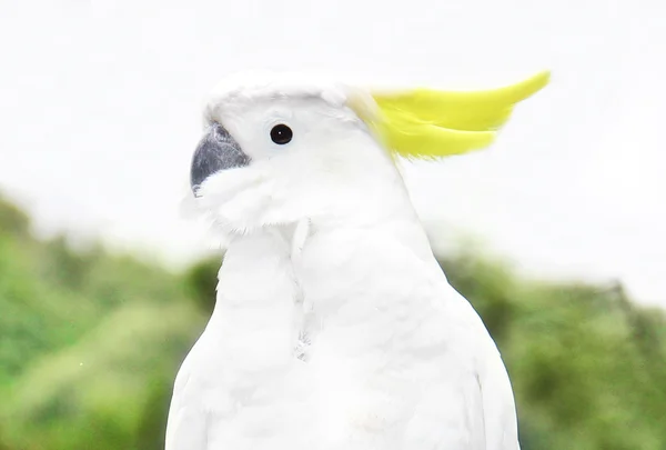 White parrot sitting on a branch — Stock Photo, Image