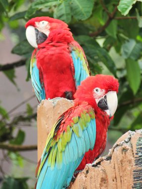 dal üzerinde oturan Amerika papağanı