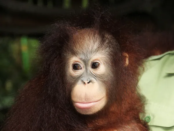 Genç olgunlaşmamış orangutan — Stok fotoğraf