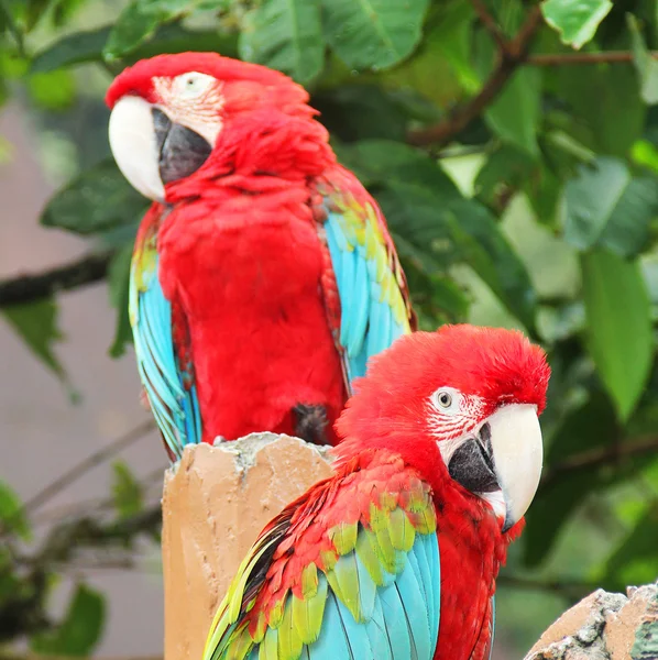 Pair macaw sitting on branch — Stock Photo, Image