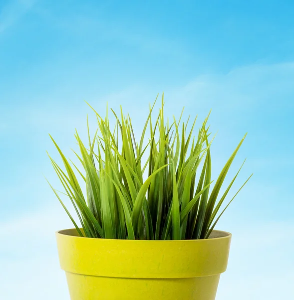 Grünes Gras in einem gelben Blumentopf auf blauem Hintergrund — Stockfoto