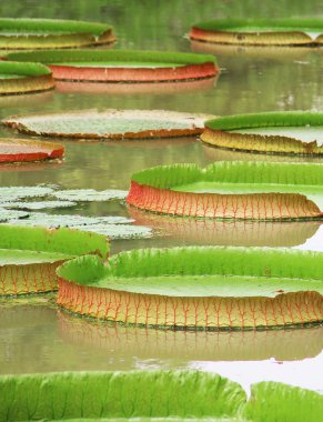 Victoria regia - dünyanın en büyük nilüfer