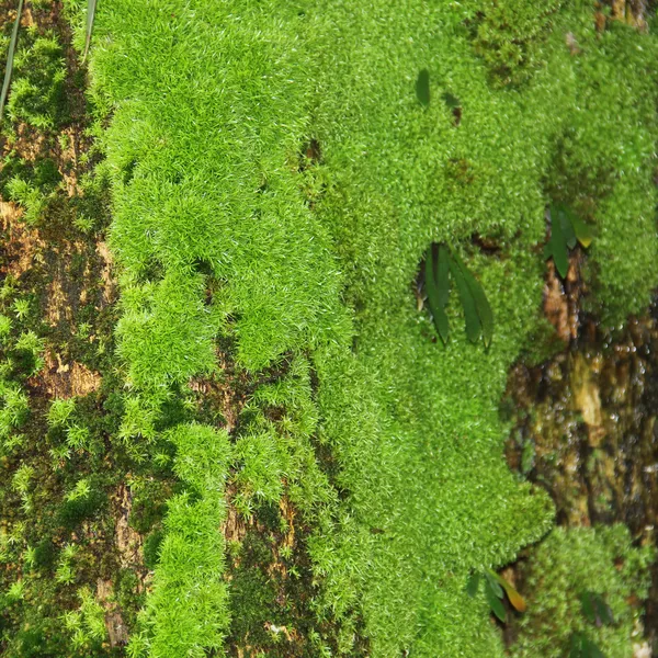 Moss on bark of tree — Stock Photo, Image