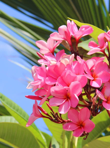 Frangipani Spa Plumeria Flores —  Fotos de Stock