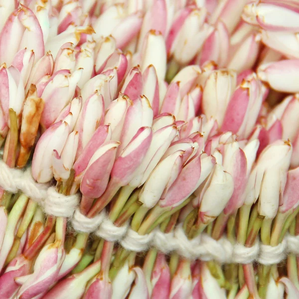 Textura růžových květů, čtvercový obraz — Stock fotografie