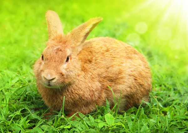 Cute Little Easter Bunny in the Meadow — Stock Photo, Image
