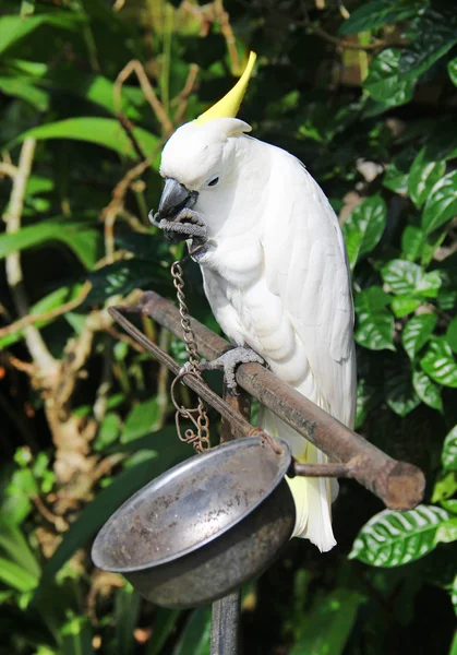 White parrot bound in chains — Stock Photo, Image