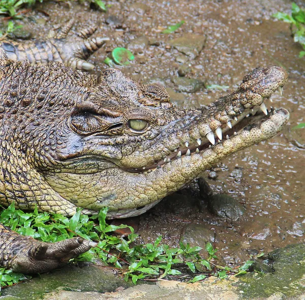 Caza de cocodrilos en camuflaje en un lago — Foto de Stock