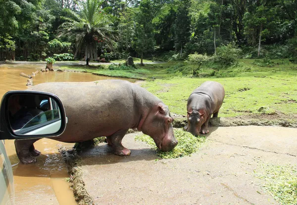 Dos hipopótamos comiendo hierba verde — Foto de Stock