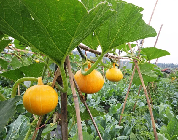 Schöner großer Kürbis hängt auf dem Feld — Stockfoto