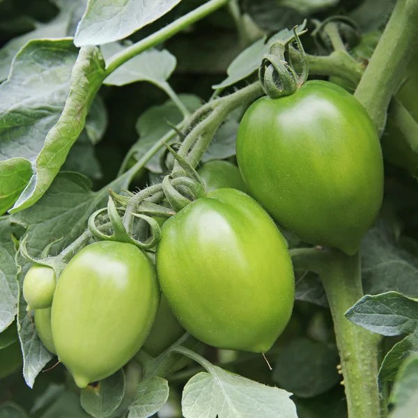 Młode zielone pomidory w polu — Zdjęcie stockowe