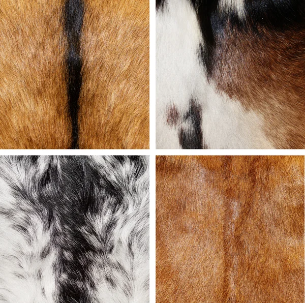Set collection animal fur texture — Stock Photo, Image