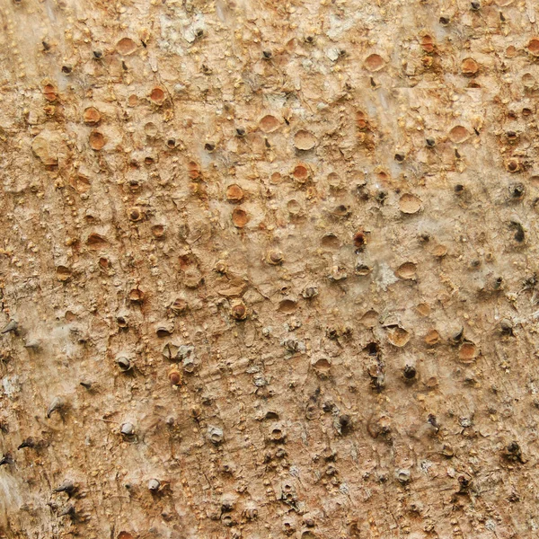 Madeira árvore textura fundo padrão — Fotografia de Stock